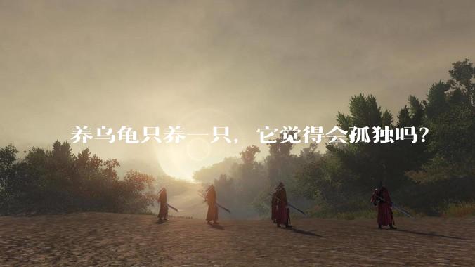 养乌龟只养一只，它觉得会孤独吗？