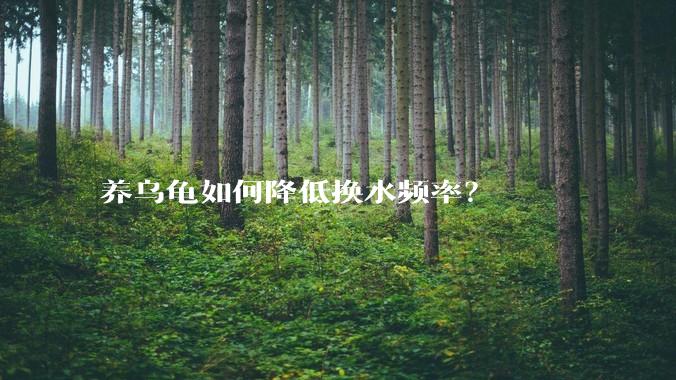 养乌龟如何降低换水频率？